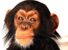 Reference Chimp Baby Head Image